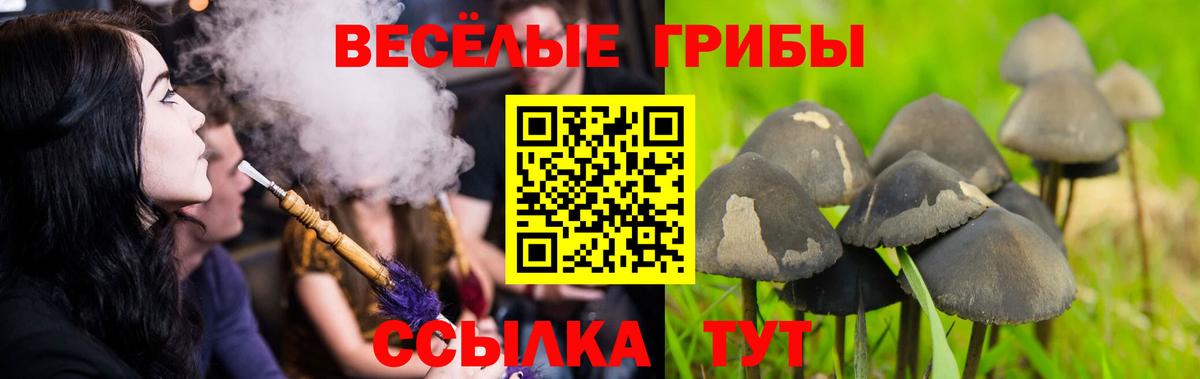 Галлюциногенные грибы Cubensis  Вход с VPN  дарнет шоп  Псилоцибиновые грибы прущие грибы  Саранск 